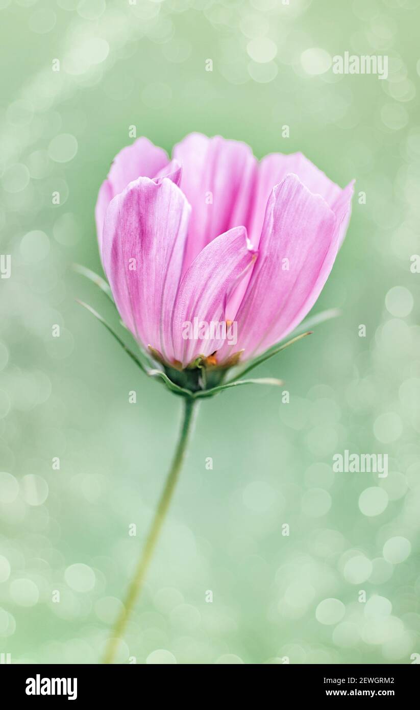 Une fleur rose cosmos gros plan. Mise au point sélective, image floue. Recadrage vertical. Gros plan. Banque D'Images