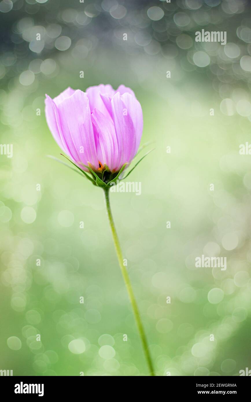 Une fleur rose cosmos gros plan. Mise au point sélective, image floue. Recadrage vertical. Gros plan. Banque D'Images