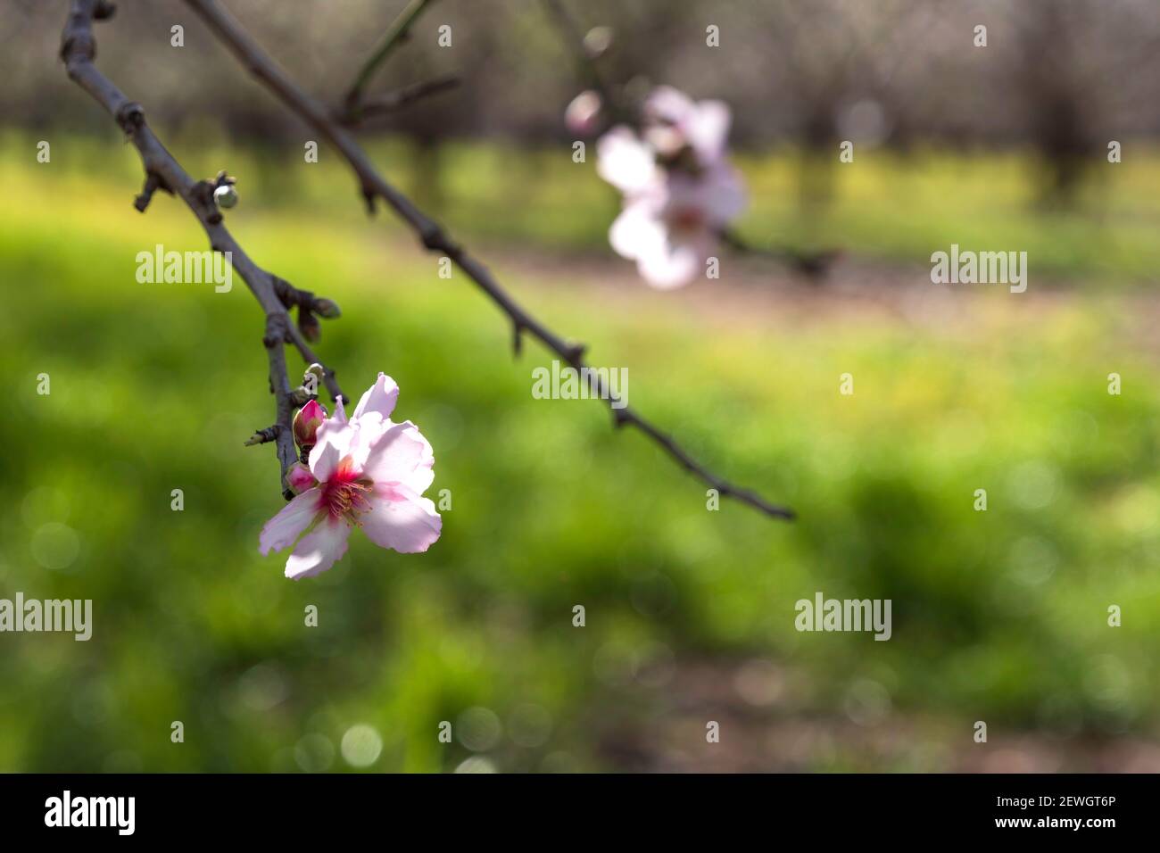 Fleurs d'amandiers en gros plan dans le verger. Israël Banque D'Images