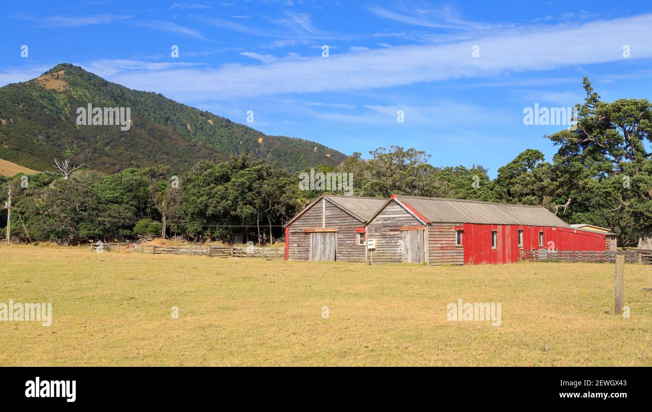 Anciennes granges en bois et en fer ondulé sur les terres agricoles de la péninsule de Coromandel, en Nouvelle-Zélande Banque D'Images