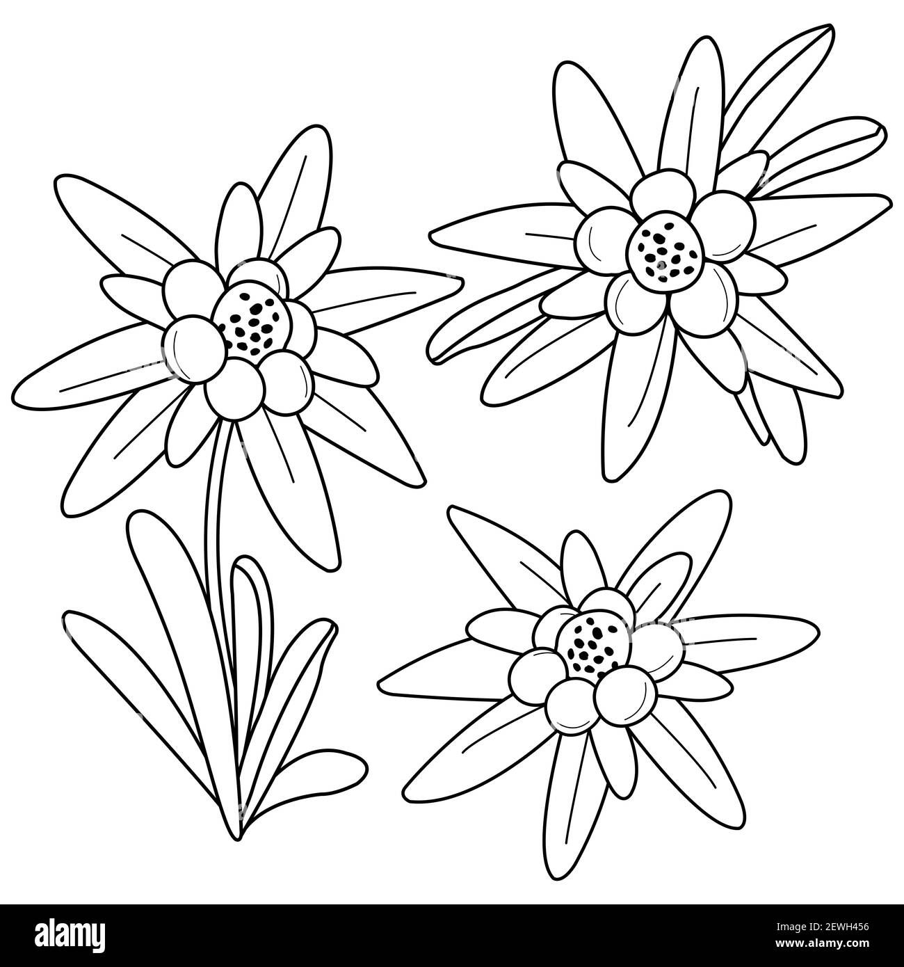 Collection de fleurs d'edelweiss sur fond blanc. Fleurs sauvages blanches des montagnes alpines. Coloriage noir et blanc. Banque D'Images