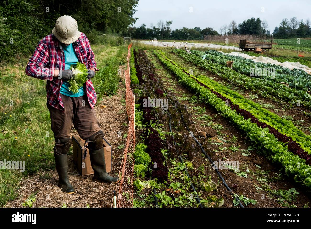 Homme récoltant des feuilles de salade sur une ferme. Banque D'Images