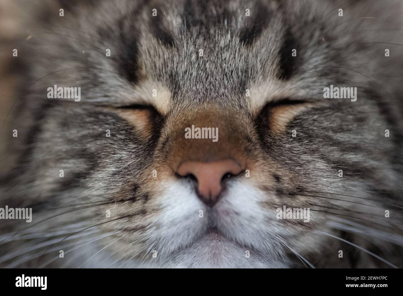 Gros plan sur le visage d'un pedigree gris noir cat Banque D'Images