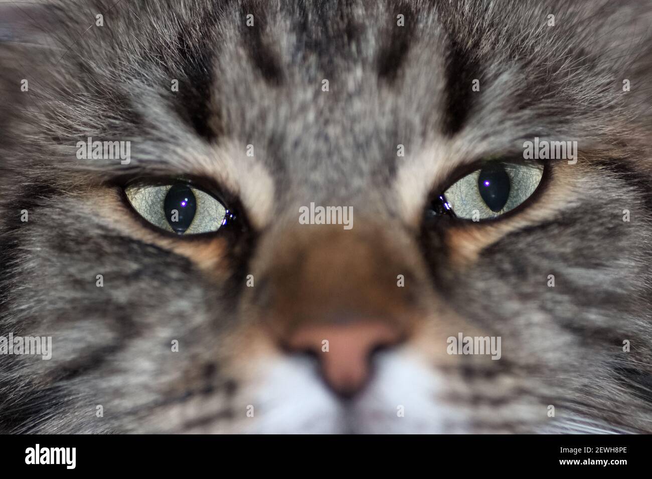 Gros plan sur le visage d'un pedigree gris noir cat Banque D'Images