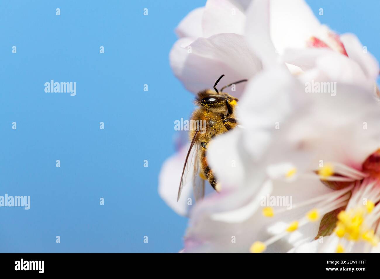 Abeille en fleur blanche d'amande au printemps avec ciel bleu en arrière-plan Banque D'Images