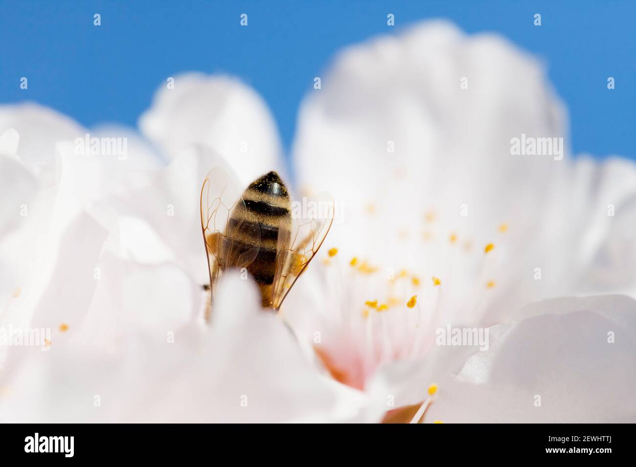 Abeille en fleur blanche d'amande au printemps avec ciel bleu en arrière-plan Banque D'Images