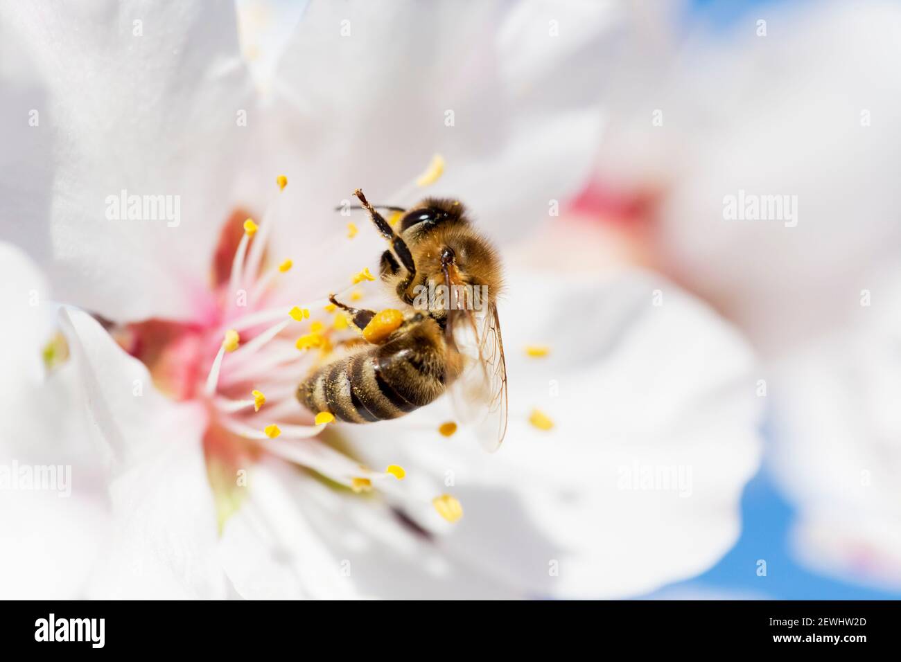 Abeille en fleur blanche d'amande au printemps avec ciel bleu en arrière-plan Banque D'Images