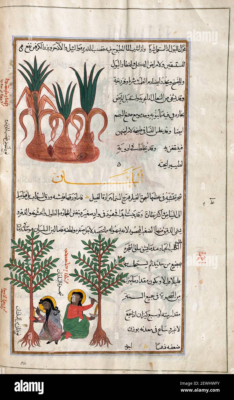 L'usine au sommet non identifiée dans le livre. CI-DESSOUS: Arbre de balsam. Commiphora. Après une illustration par Mirza Baqir dans un livre iranien du 19ème siècle du médecin grec et botaniste Pedanius Dioscorides 1er siècle AD oeuvre de Materia Medica. Banque D'Images L'usine au sommet non identifiée dans le livre. CI-DESSOUS: Arbre de balsam. Commiphora. Après une illustration par Mirza Baqir dans un livre iranien du 19ème siècle du médecin grec et botaniste Pedanius Dioscorides 1er siècle AD oeuvre de Materia Medica. Banque D'Images
