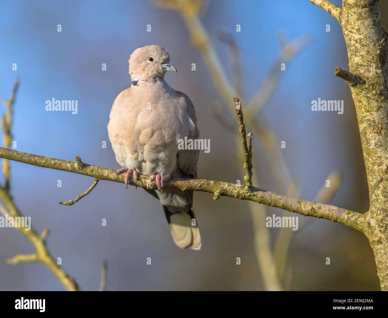 Oiseau de colombe à col eurasien (Streptopelia decaocto) perché sur une branche dans un arbre dans un jardin écologique contre le ciel bleu. La faune dans la nature. Pays-Bas. Banque D'Images