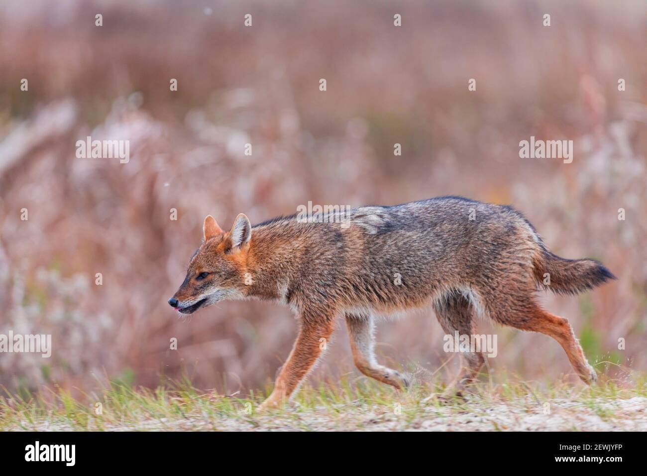 Golden Jackal - CHACAL DORADO (Canis aureus), Delta du Danube - DELTA DEL DANUBIO, Ramsar Wetland, site mondial de l'Heritgage de l'UNESCO, Comté de Tulcea, Roumanie, Banque D'Images