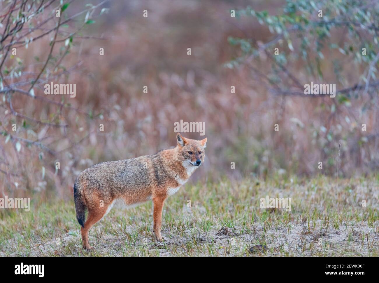 Golden Jackal - CHACAL DORADO (Canis aureus), Delta du Danube - DELTA DEL DANUBIO, Ramsar Wetland, site mondial de l'Heritgage de l'UNESCO, Comté de Tulcea, Roumanie, Banque D'Images