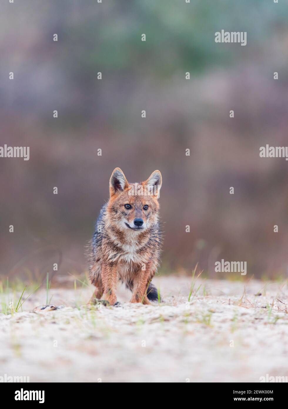 Golden Jackal - CHACAL DORADO (Canis aureus), Delta du Danube - DELTA DEL DANUBIO, Ramsar Wetland, site mondial de l'Heritgage de l'UNESCO, Comté de Tulcea, Roumanie, Banque D'Images