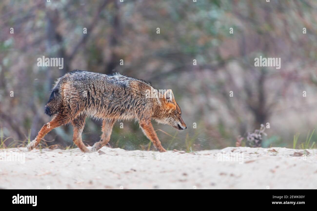 Golden Jackal - CHACAL DORADO (Canis aureus), Delta du Danube - DELTA DEL DANUBIO, Ramsar Wetland, site mondial de l'Heritgage de l'UNESCO, Comté de Tulcea, Roumanie, Banque D'Images