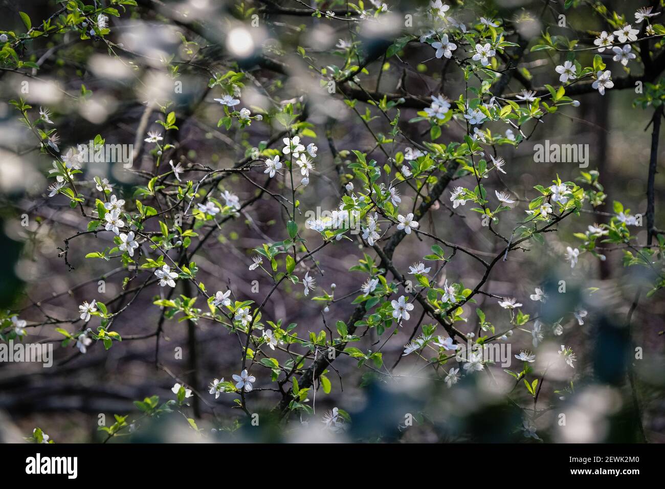 Lyon (France), 02 mars 2021. Première fleur blanche de printemps dans les arbres d'une forêt. Banque D'Images