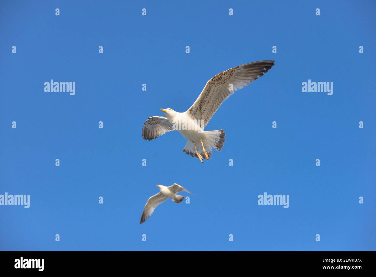 Goélands dans le ciel bleu au-dessus de la mer Banque D'Images