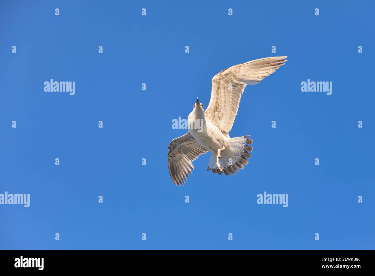 Gull dans le ciel bleu au-dessus de la mer Banque D'Images