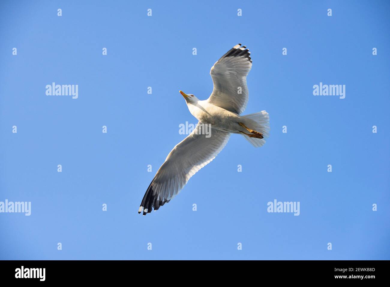 Gull dans le ciel bleu au-dessus de la mer Banque D'Images