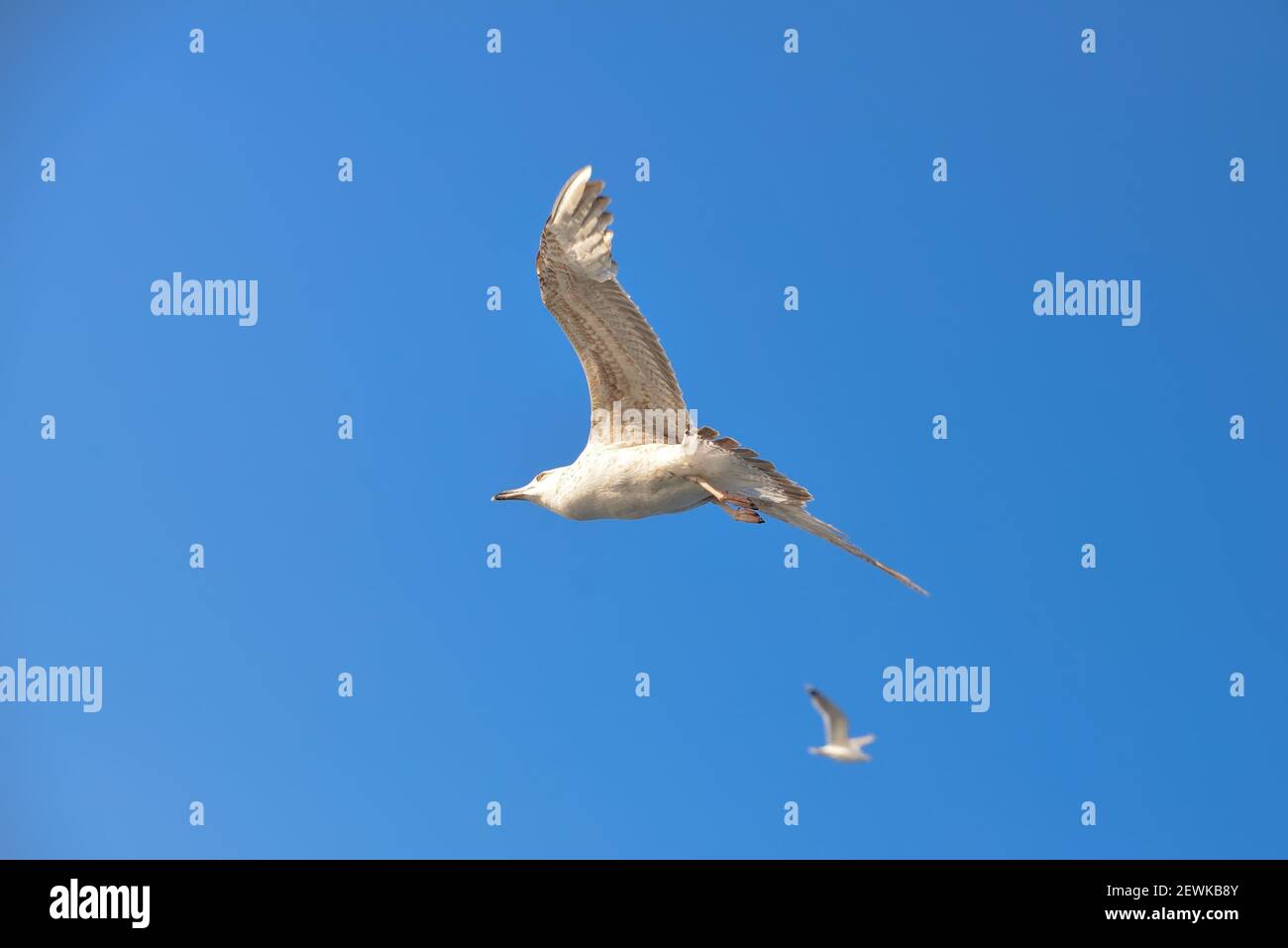Goélands dans le ciel bleu au-dessus de la mer Banque D'Images