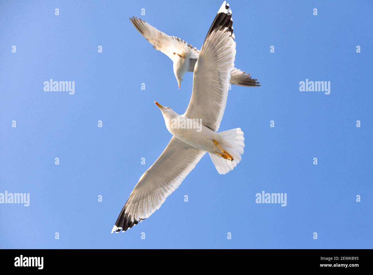 Goélands dans le ciel bleu au-dessus de la mer Banque D'Images