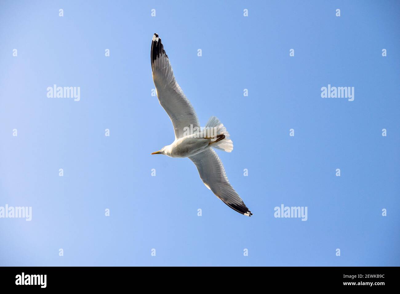 Gull dans le ciel bleu au-dessus de la mer Banque D'Images