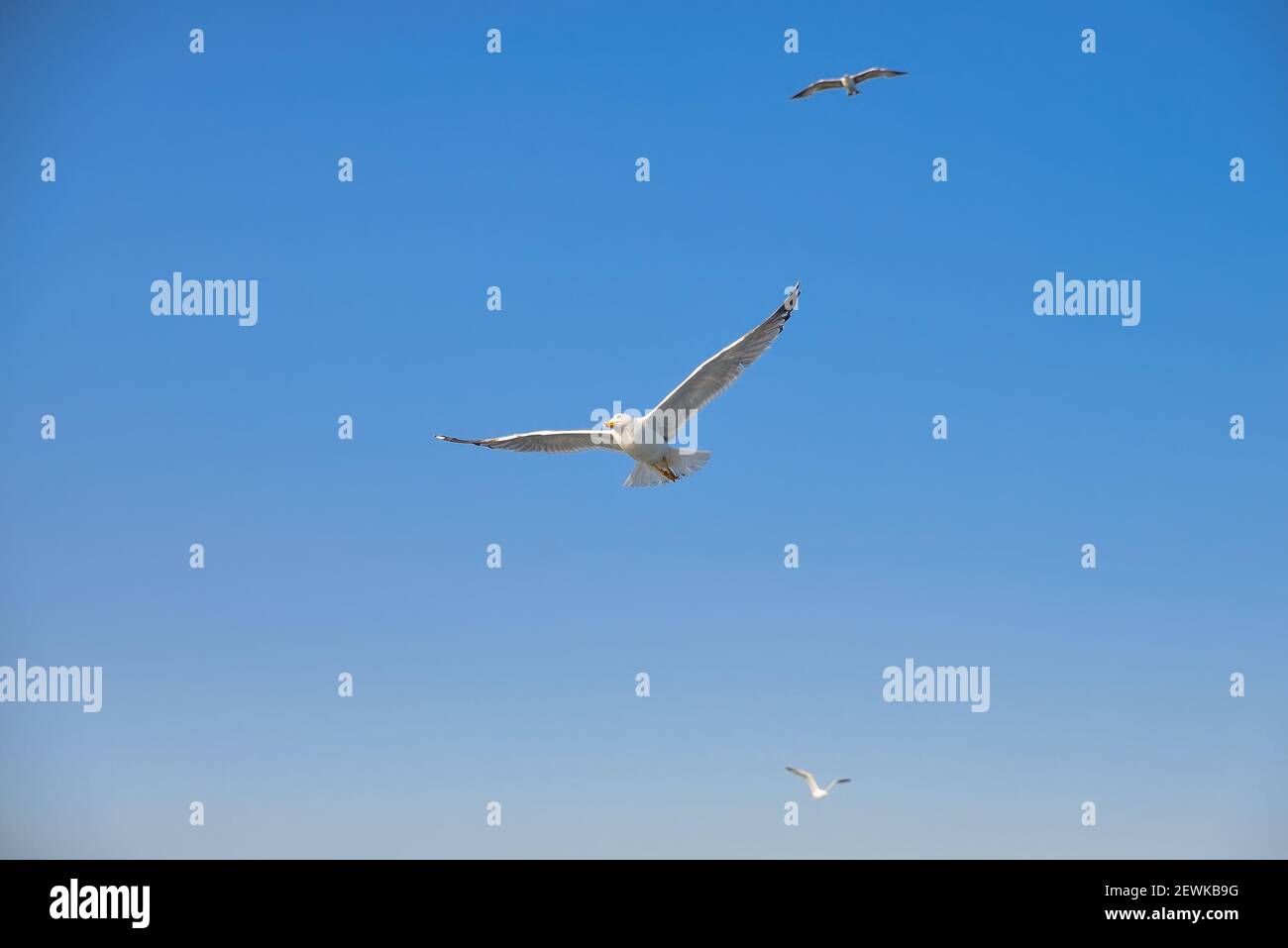 Goélands dans le ciel bleu au-dessus de la mer Banque D'Images