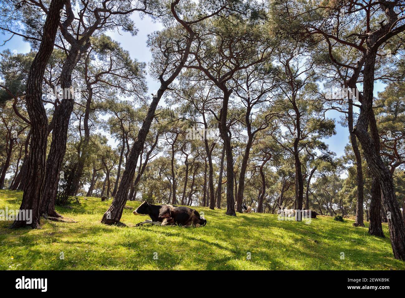 Les vaches se trouvent sur l'herbe dans la forêt. Paysage Banque D'Images