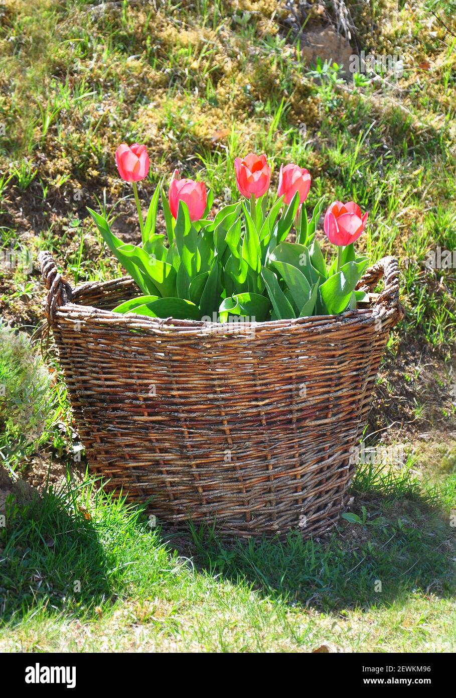 Tulipes en panier en osier Banque D'Images