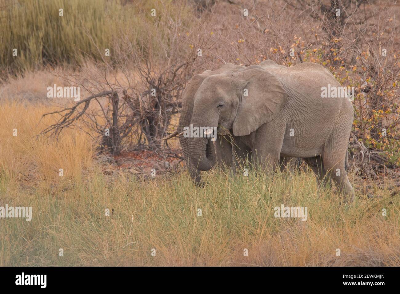 Rares éléphants de désert dans les prairies de Palmwag conservancy en Namibie, Afrique Banque D'Images