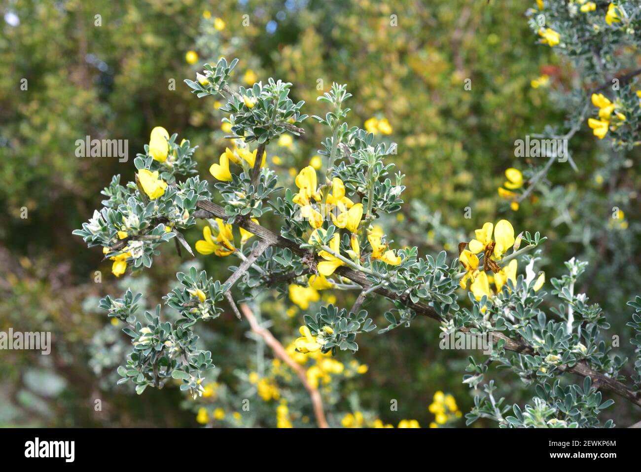 Balai fleuri Banque de photographies et d'images à haute résolution - Alamy