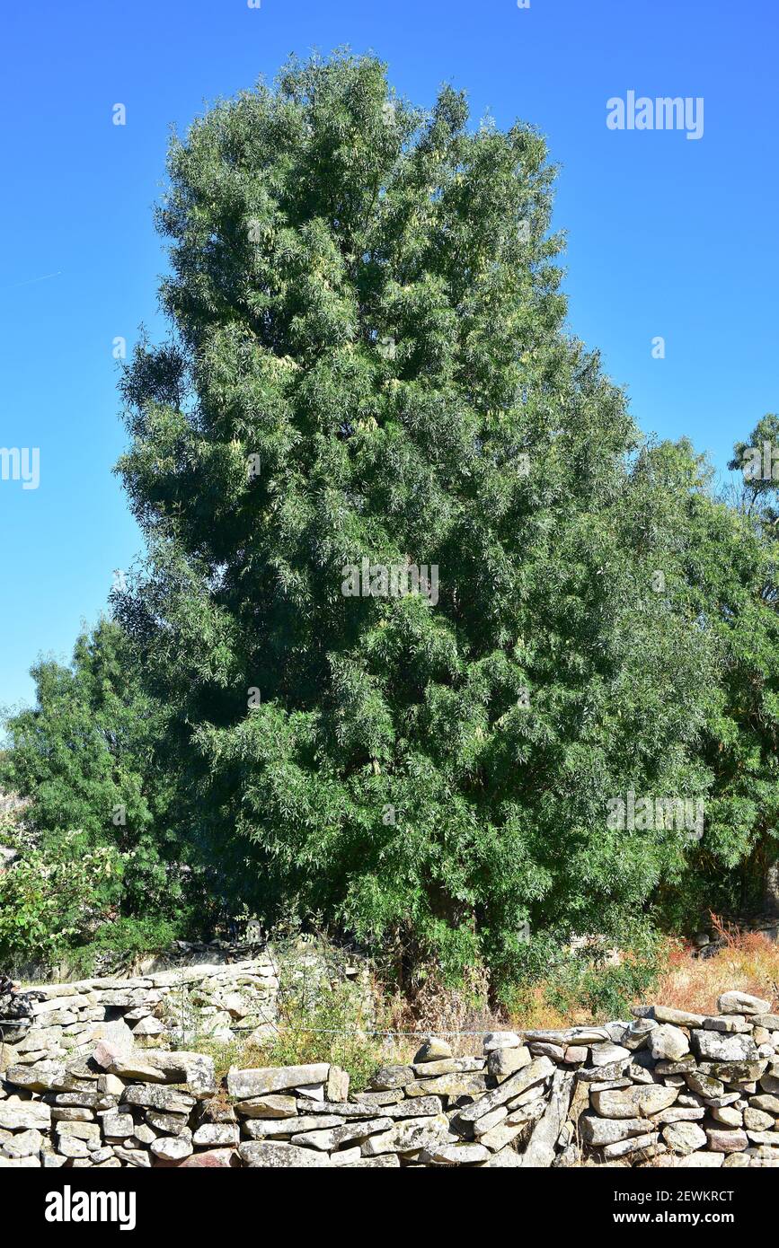 Le frêne à feuilles étroites (Fraxinus angustifolia) est un arbre à feuilles caduques originaire du bassin méditerranéen. Cette photo a été prise dans le Parc naturel d'Arribes del Duero, Banque D'Images