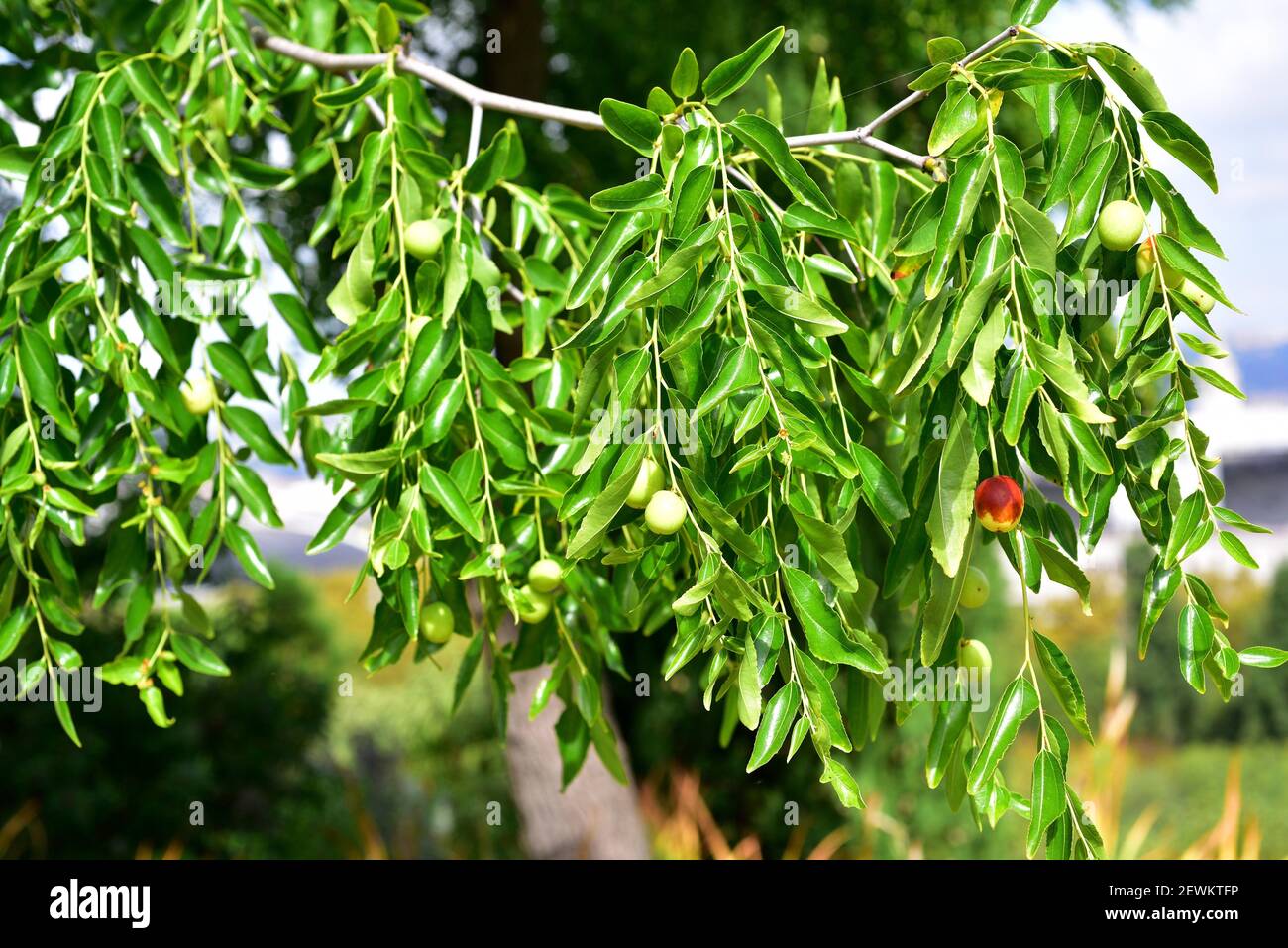 Jujube ou date rouge (Ziziphus juba) est un arbuste à feuilles caduques ou un petit arbre indigène au sud Asie et introduit dans d'autres régions tempérées pour ses Banque D'Images