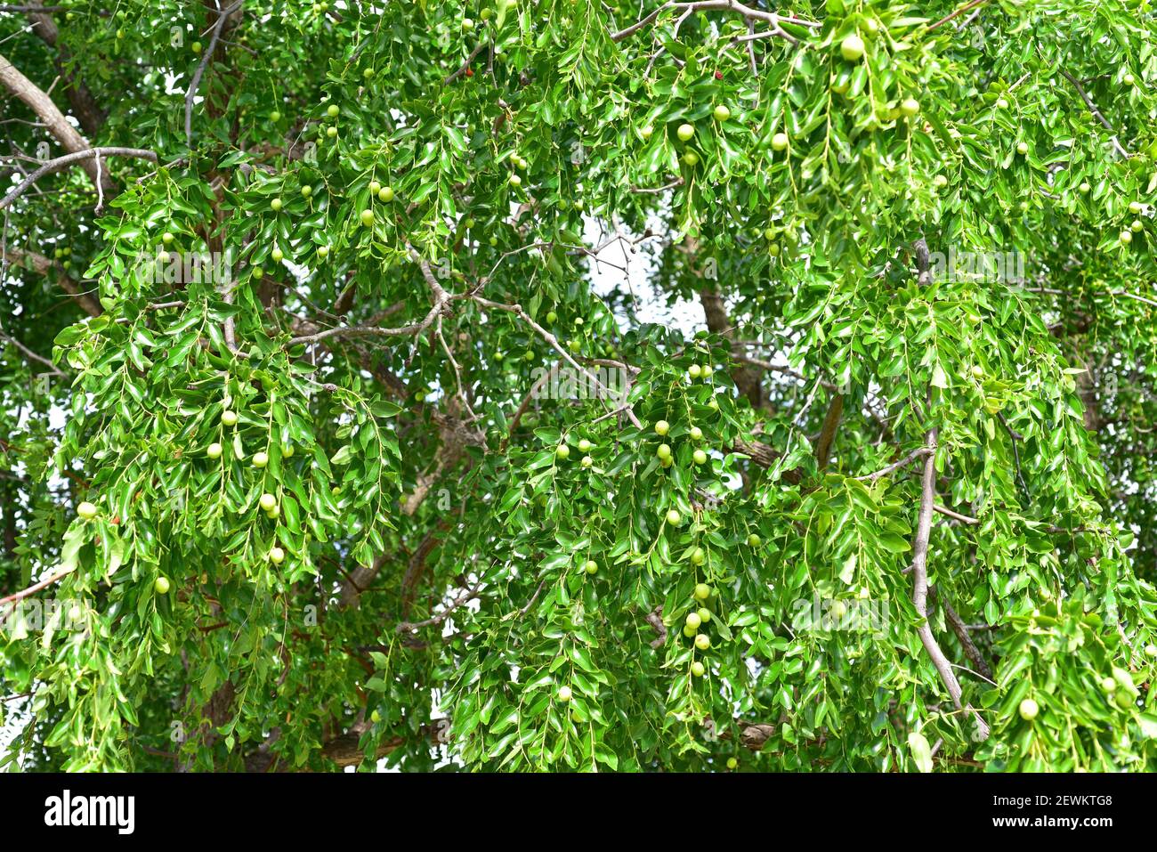 Graines De Jujubier (Date Chinoise) - Ziziphus Jujube | Pack De 5 Graines Pour Cultiver Ton Arbre à Fruits