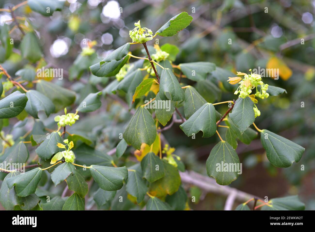 L'érable syrien (Acer obtusifolium) est un petit arbre à feuilles persistantes originaire de la région de la Méditerranée orientale. Fleurs et feuilles. Banque D'Images