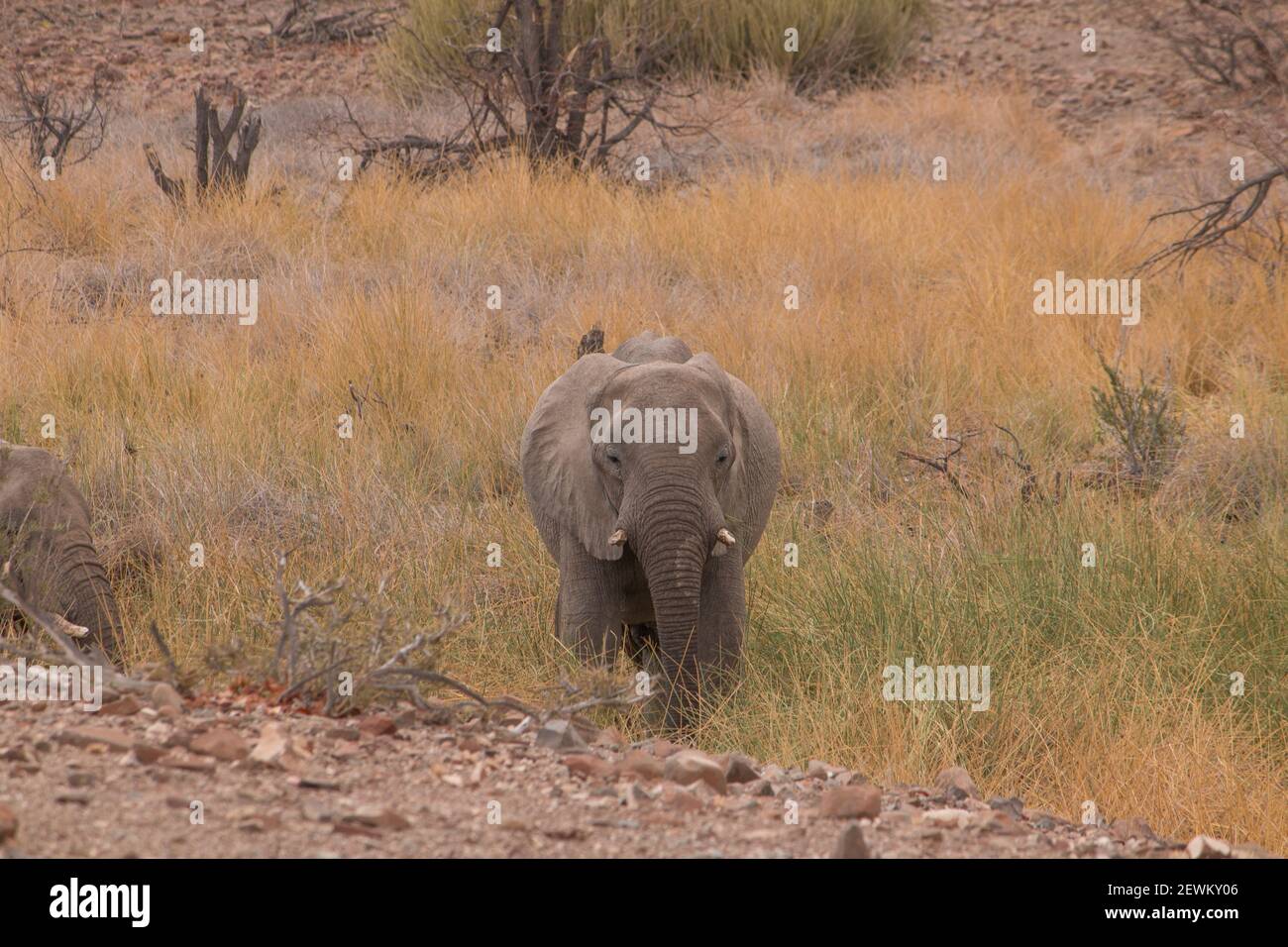 Rares éléphants de désert dans les prairies de Palmwag conservancy en Namibie, Afrique Banque D'Images