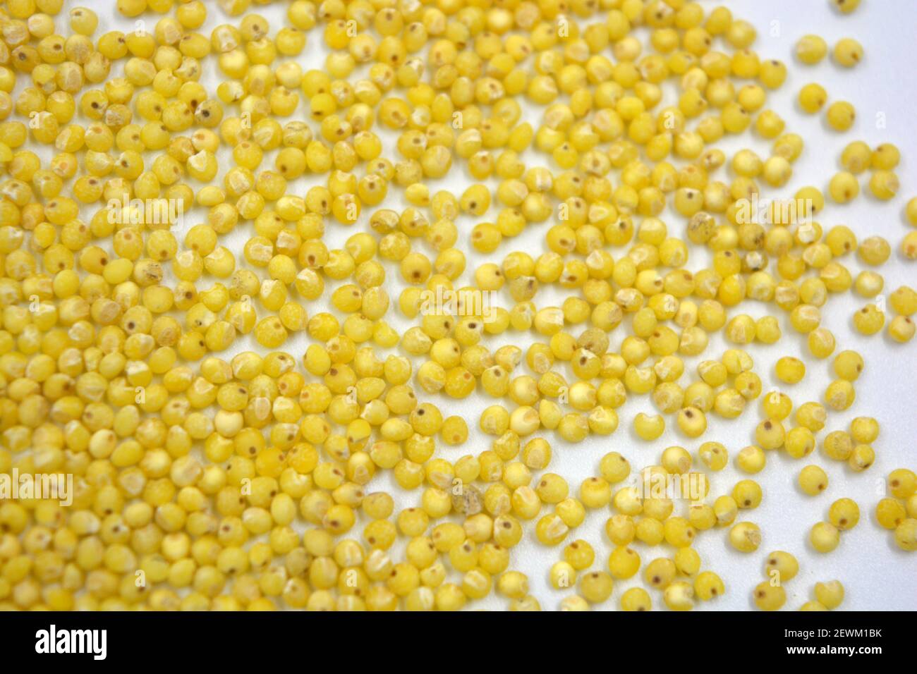 Utile pour la santé humaine céréales, millet jaune éparpillé sur fond blanc. Banque D'Images