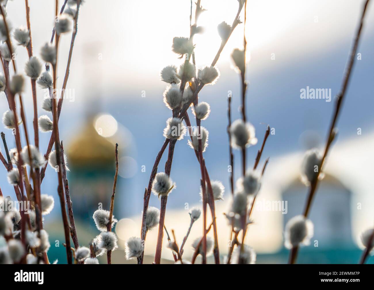 branches de saule avec bourgeons de chiggie enflés contre les dômes de la cathédrale Banque D'Images