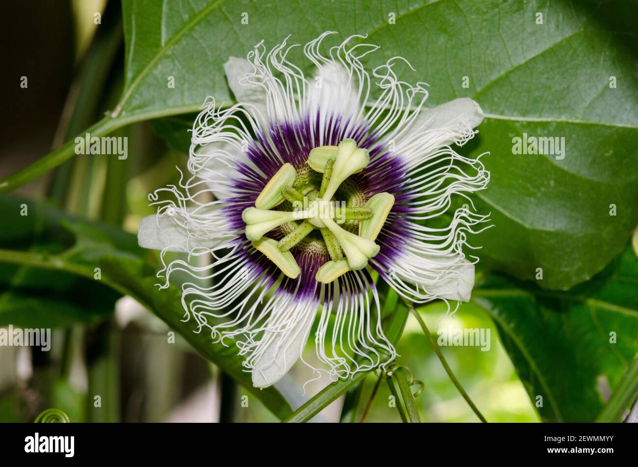 Fruit De La Passion Sauvage Banque D Image Et Photos Alamy
