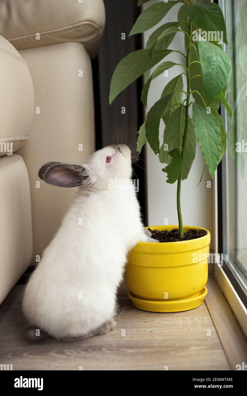 Un petit lapin blanc mange une plante en pot Banque D'Images