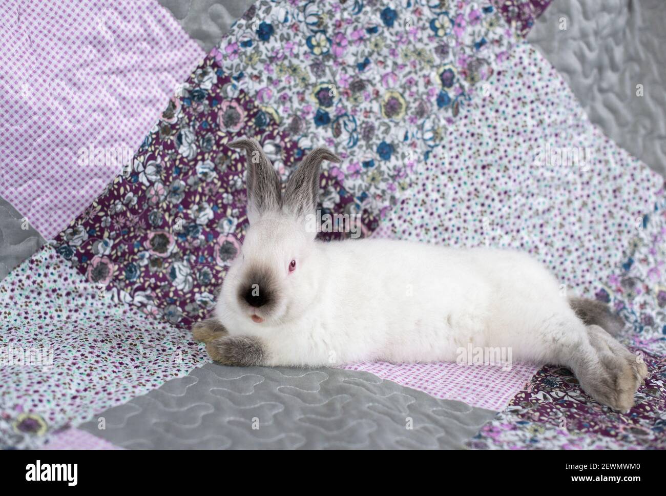 Portrait d'un lapin blanc avec des yeux rouges sur un couverture rose et pourpre avec fleurs Banque D'Images