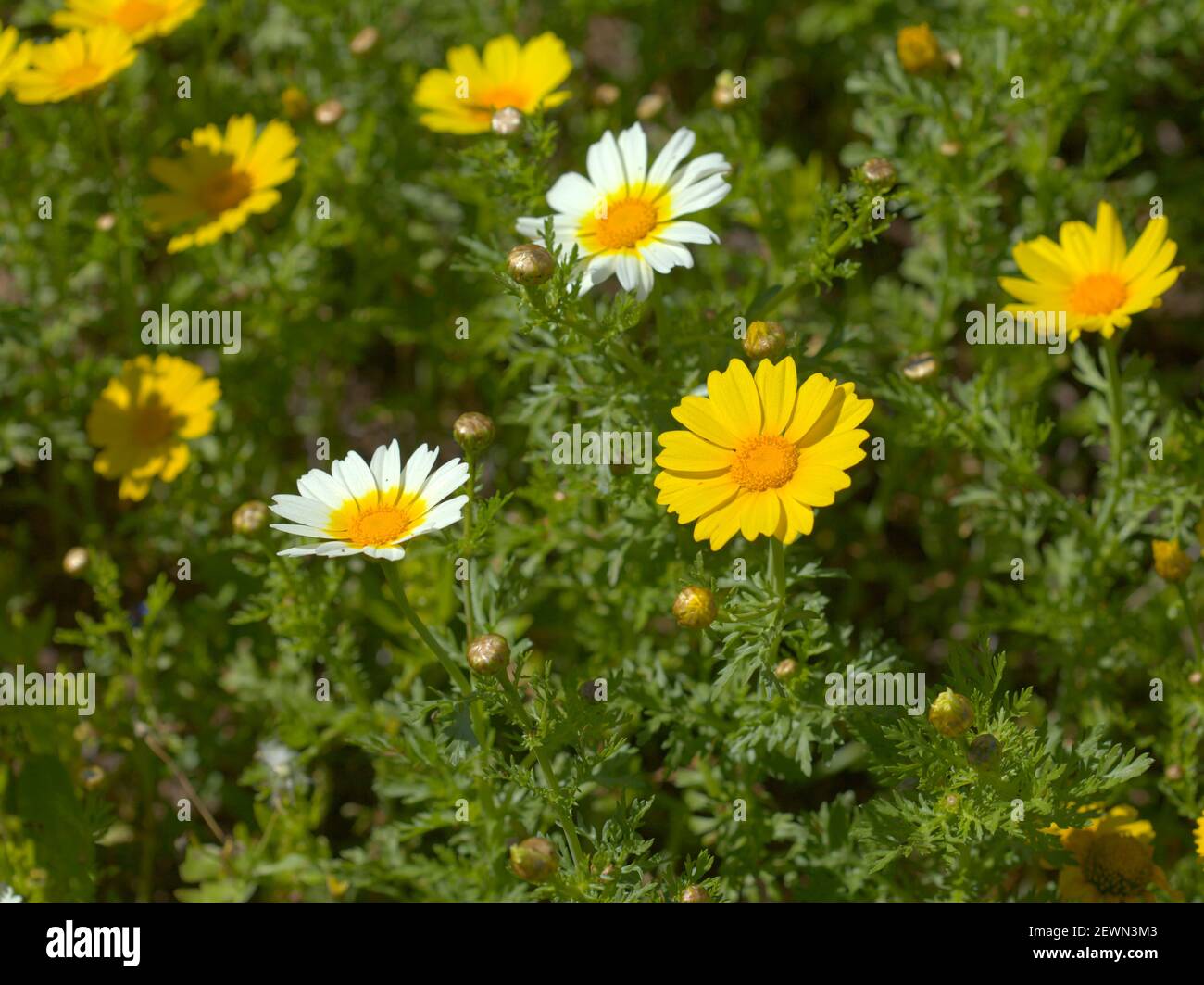 Flora of Gran Canaria - Floraison Glebionis coronaria aka garland chrysanthème naturel macro-floral fond Banque D'Images