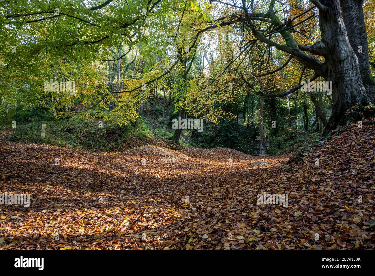 Les bois de la colline du château de Pickering en automne Banque D'Images