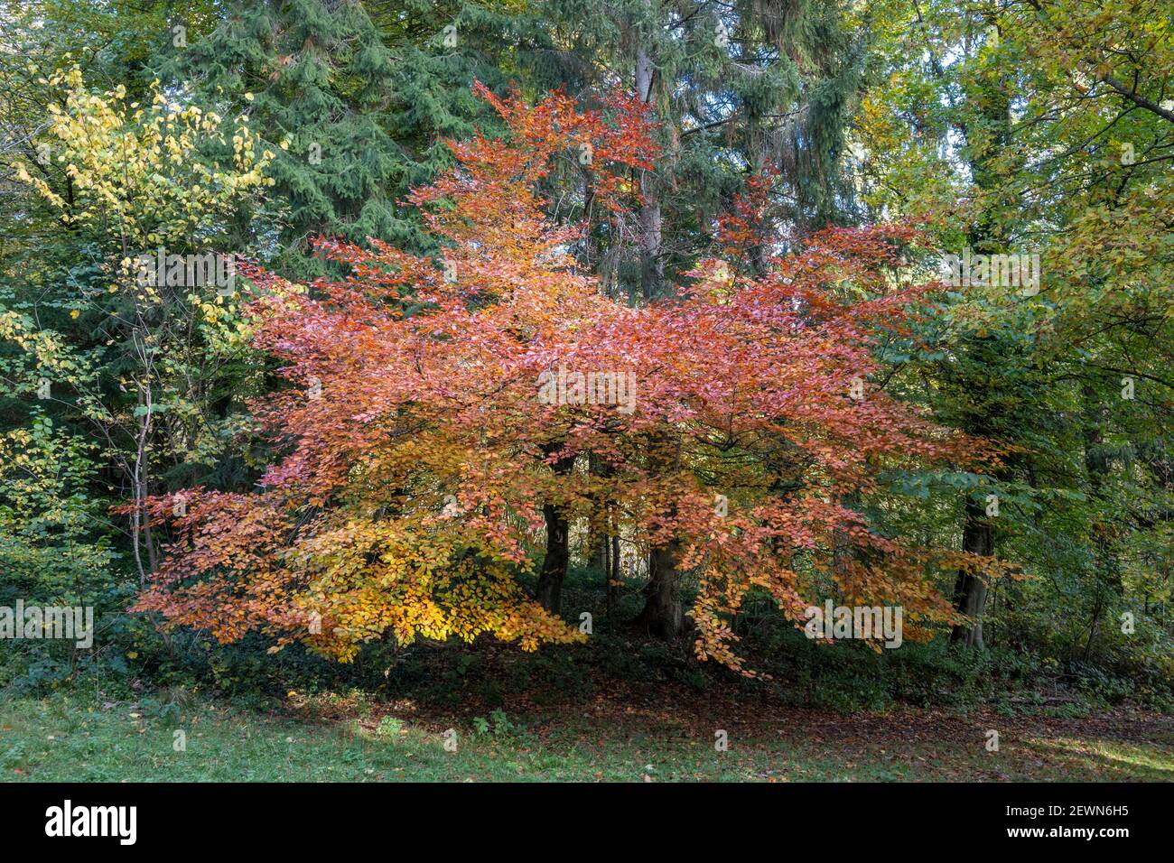 Automne à Thorp Perrow Banque D'Images