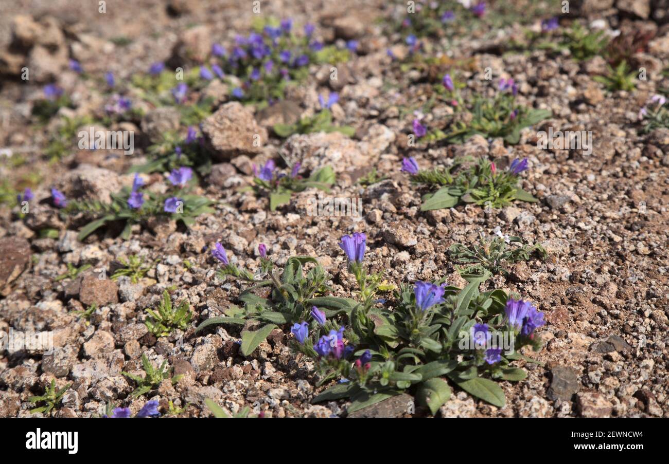 Flore de Gran Canaria - Echium plantagineum, malédiction de Paterson, fond floral macro naturel Banque D'Images