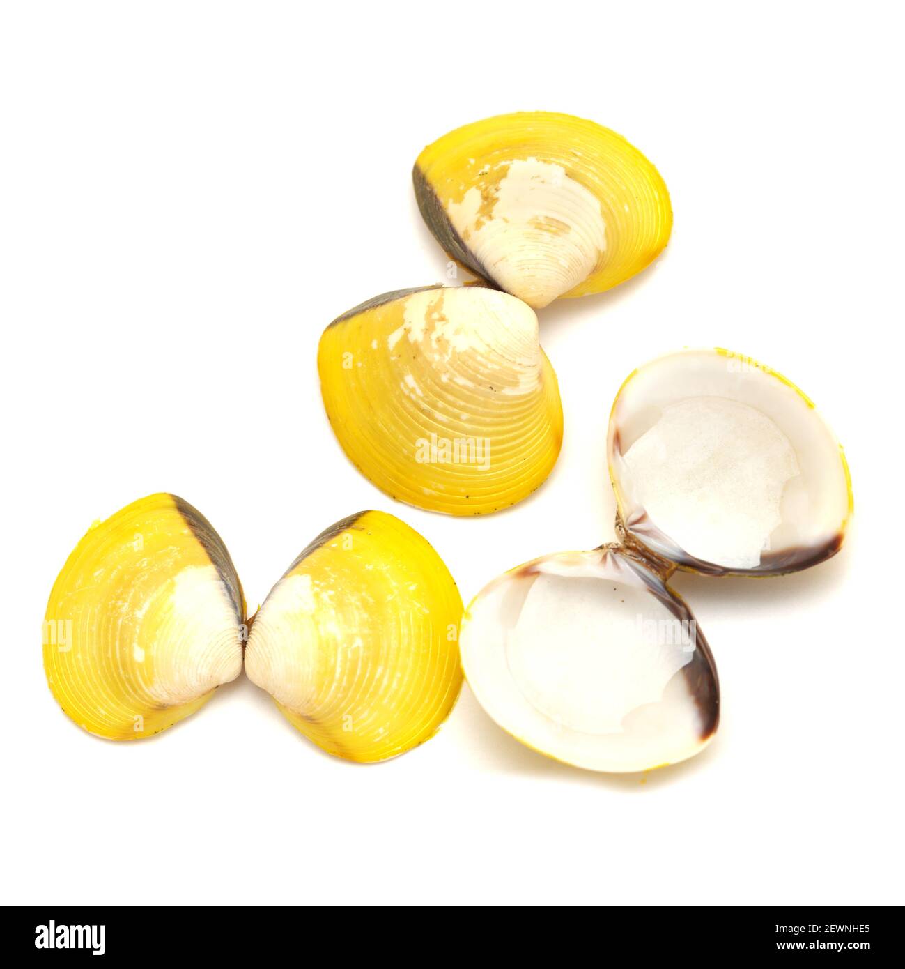 Clam asiatique Banque de photographies et d’images à haute résolution — free download