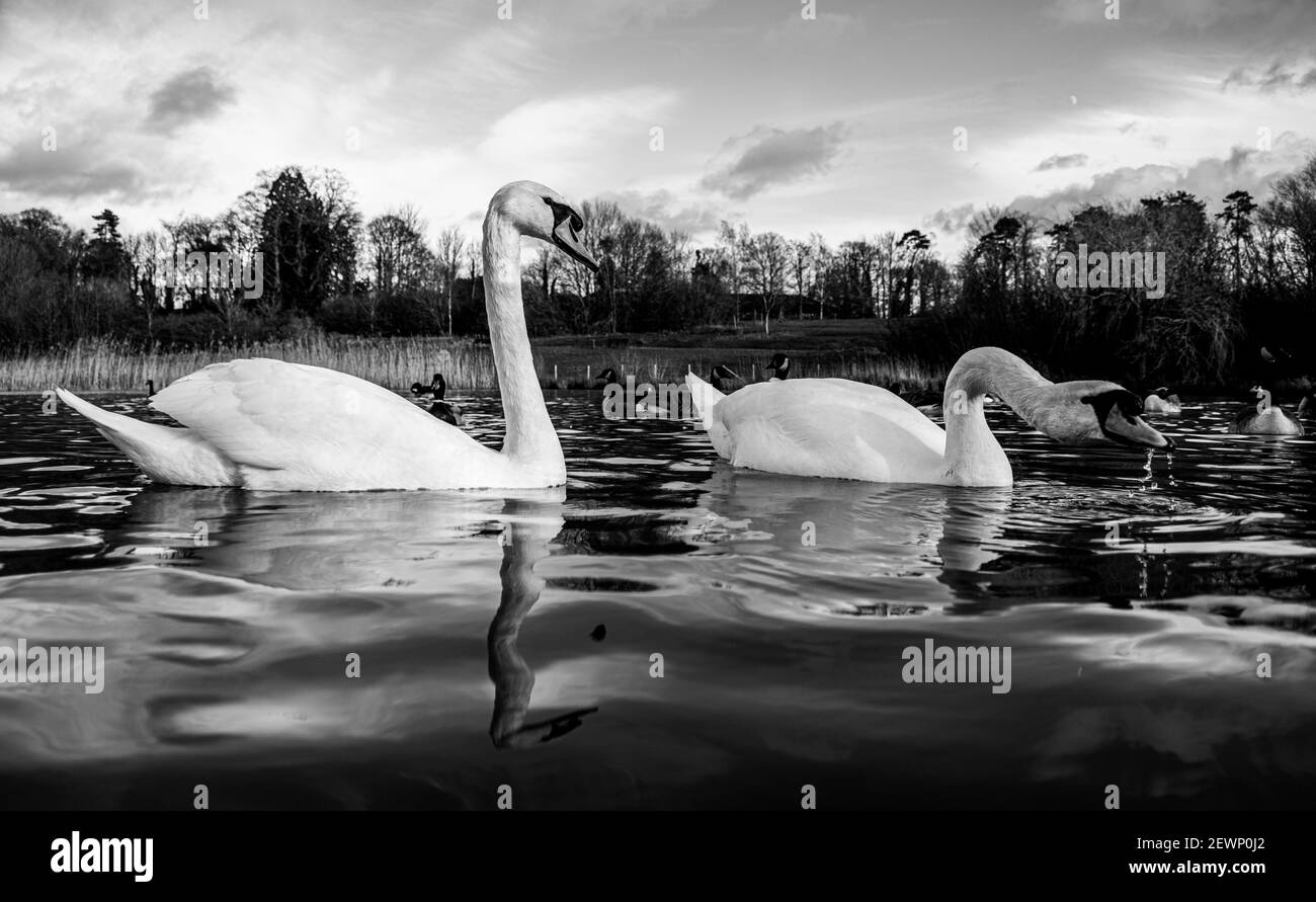 Grand White British Mute Swan Swans vue sur le bas niveau de l'eau Gros plan de la macro photographie sur le lac dans le Hertfordshire avec canadien oies en arrière-plan femelles Banque D'Images