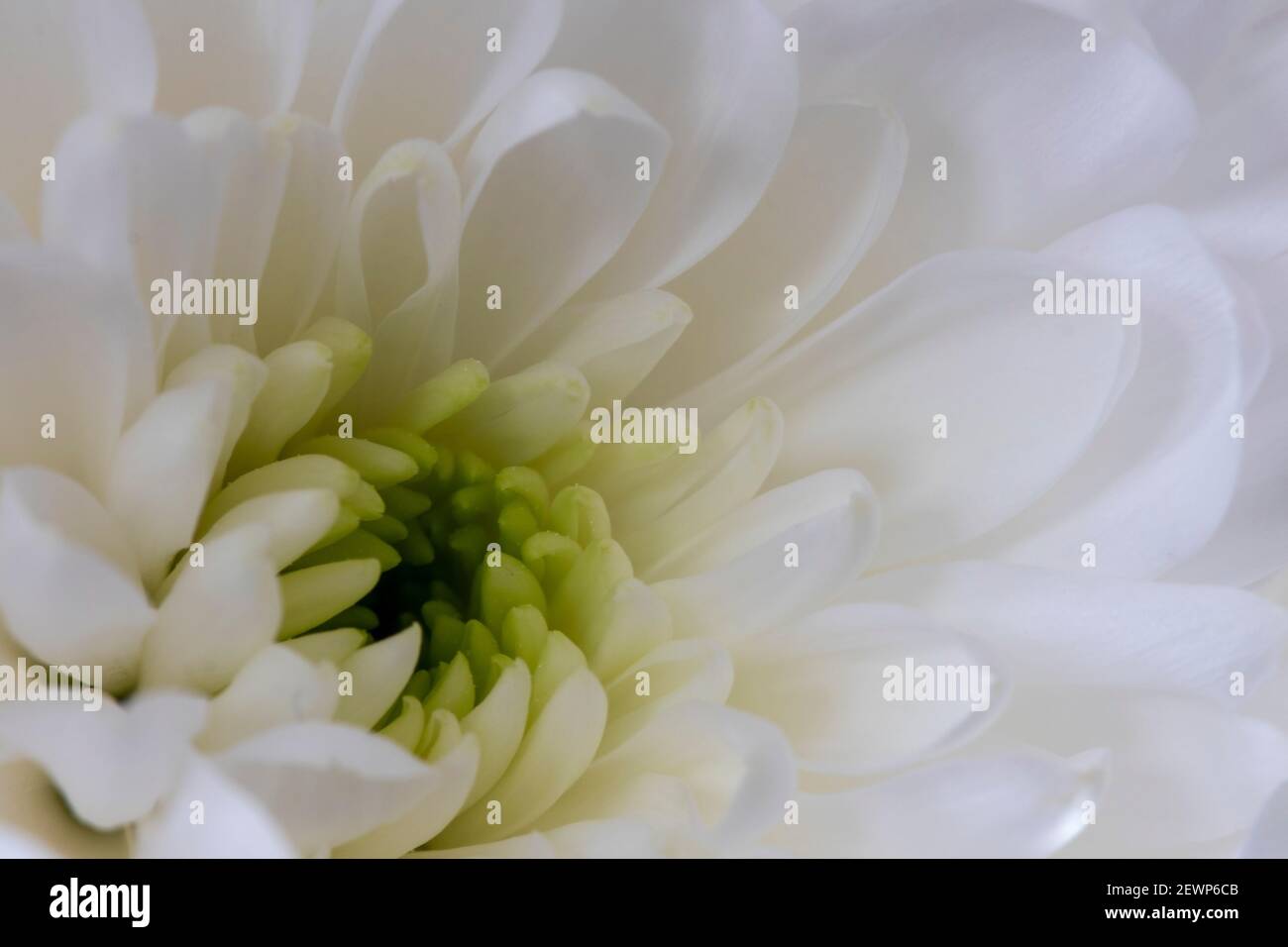 Photo macro de l'intérieur d'une fleur Banque D'Images