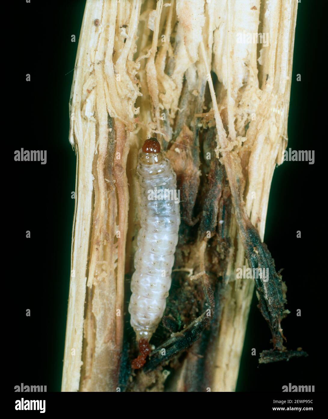 Chenille de l'ombrelle maculée (Chiloo partellus) dans la tige endommagée du sorgho (Sorghum sp.), Afrique du Sud, février Banque D'Images