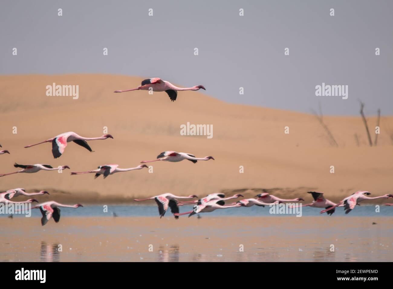 Flamants volant et debout sur des lacs dans les dunes de Walvis Bay en Namibie, Afrique Banque D'Images