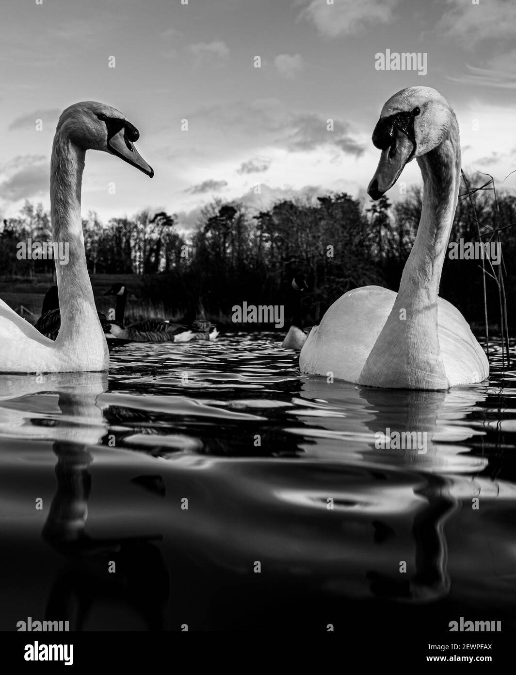 Grand White British Mute Swan Swans vue sur le bas niveau de l'eau Gros plan de la macro photographie sur le lac dans le Hertfordshire avec canadien oies en arrière-plan femelles Banque D'Images