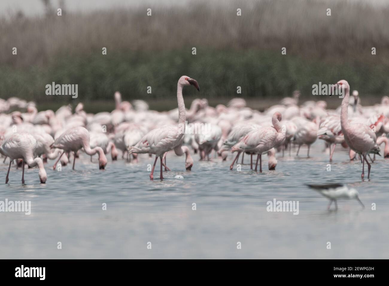 Flamants volant et debout sur des lacs dans les dunes de Walvis Bay en Namibie, Afrique Banque D'Images